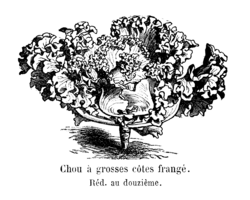 Chou à grosses côtes frangé Vilmorin-Andrieux 1904.png