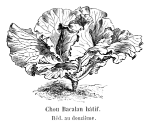 Chou Bacalan hâtif Vilmorin-Andrieux 1904.png