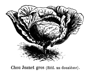 Chou Joanet gros Vilmorin-Andrieux 1904.png