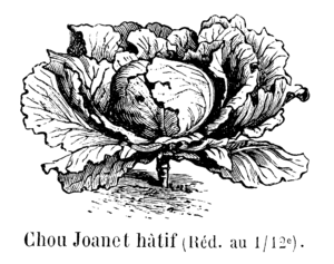 Chou Joanet hâtif Vilmorin-Andrieux 1904.png