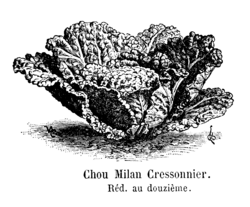 Chou Milan Cressonnier Vilmorin-Andrieux 1904.png