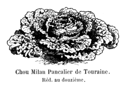 Chou Milan Pancalier de Touraine Vilmorin-Andrieux 1904.png