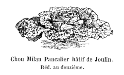 Chou Milan Pancalier hâtif de Joulin Vilmorin-Andrieux 1904.png