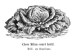 Chou Milan court hâtif Vilmorin-Andrieux 1904.png