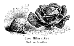 Chou Milan d'Aire Vilmorin-Andrieux 1904.png