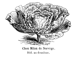 Chou Milan de Norvège Vilmorin-Andrieux 1904.png