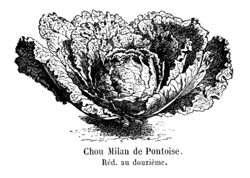 Chou Milan de Pontoise Vilmorin-Andrieux 1904.png