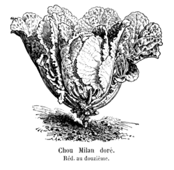 Chou Milan doré Vilmorin-Andrieux 1904.png