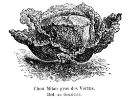 Chou Milan gros des Vertus Vilmorin-Andrieux 1904.png