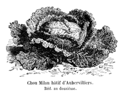 Chou Milan hâtif d'Aubervilliers Vilmorin-Andrieux 1904.png