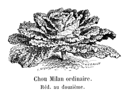 Chou Milan ordinaire Vilmorin-Andrieux 1904.png