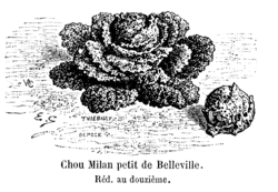 Chou Milan petit de Belleville Vilmorin-Andrieux 1904.png