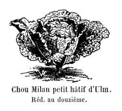 Chou Milan petit hâtif d'Ulm Vilmorin-Andrieux 1904.png