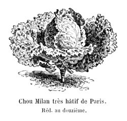 Chou Milan très hâtif de Paris Vilmorin-Andrieux 1904.png