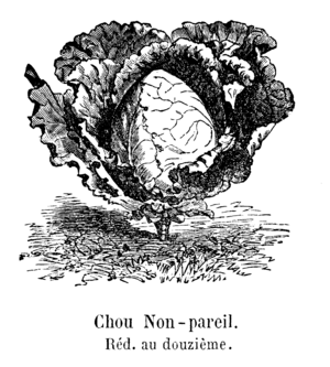 Chou Non-pareil Vilmorin-Andrieux 1904.png