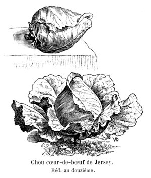 Chou cœur-de-bœuf de Jersey Vilmorin-Andrieux 1904.png