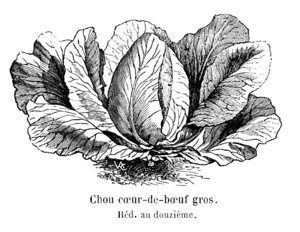 Chou cœur-de-bœuf gros Vilmorin-Andrieux 1904.png