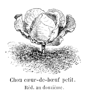 Chou cœur-de-bœuf petit Vilmorin-Andrieux 1904.png