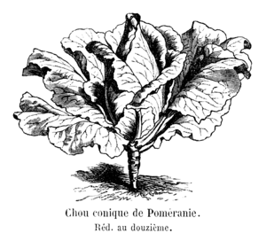 Chou conique de Poméranie Vilmorin-Andrieux 1904.png