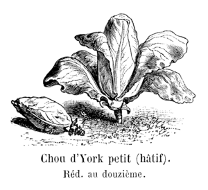 Chou d'York petit hâtif Vilmorin-Andrieux 1904.png