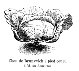 Chou de Brunswick à pied court Vilmorin-Andrieux 1904.png