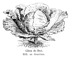 Chou de Dax Vilmorin-Andrieux 1904.png