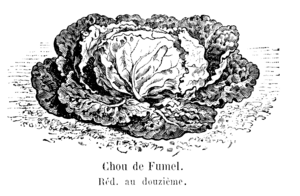 Chou de Fumel Vilmorin-Andrieux 1904.png