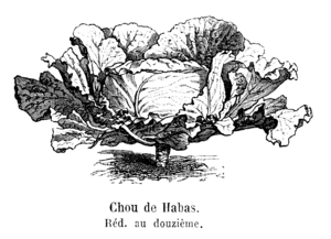 Chou de Habas Vilmorin-Andrieux 1904.png