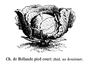 Chou de Hollande pied court Vilmorin-Andrieux 1904.png