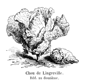 Chou de Lingreville Vilmorin-Andrieux 1904.png