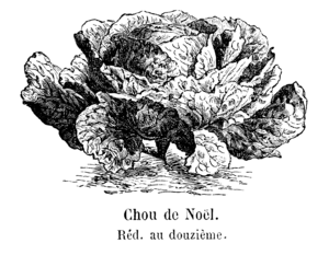 Chou de Noël Vilmorin-Andrieux 1904.png