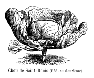 Chou de Saint-Denis Vilmorin-Andrieux 1904.png