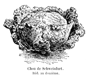 Chou de Schweinfurt Vilmorin-Andrieux 1904.png