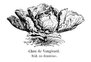 Chou de Vaugirard Vilmorin-Andrieux 1904.png