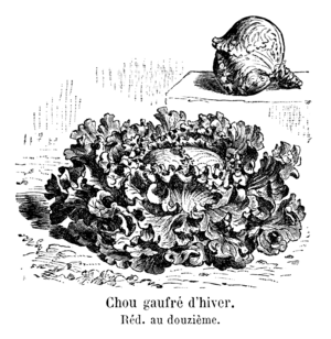 Chou gaufré d'hiver Vilmorin-Andrieux 1904.png