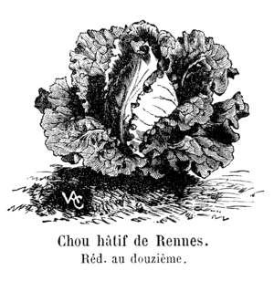 Chou hâtif de Rennes Vilmorin-Andrieux 1904.png