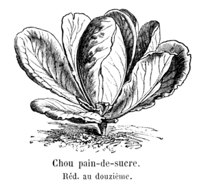 Chou pain-de-sucre Vilmorin-Andrieux 1904.png