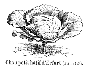 Chou petit hâtif d'Erfurt Vilmorin-Andrieux 1904.png