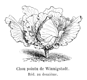 Chou pointu de Winnigstadt Vilmorin-Andrieux 1904.png