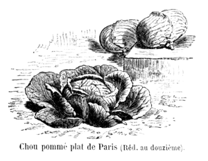 Chou pommé plat de Paris Vilmorin-Andrieux 1904.png