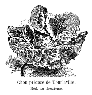 Chou précoce de Tourlaville Vilmorin-Andrieux 1904.png