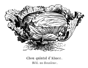 Chou quintal d'Alsace Vilmorin-Andrieux 1904.png