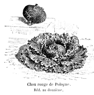 Chou rouge de Pologne Vilmorin-Andrieux 1904.png