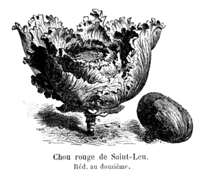 Chou rouge de Saint-Leu Vilmorin-Andrieux 1904.png