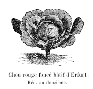 Chou rouge foncé hâtif d'Erfurt Vilmorin-Andrieux 1904.png