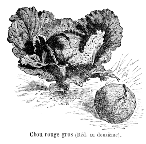 Chou rouge gros Vilmorin-Andrieux 1904.png