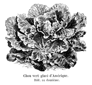 Chou vert glacé d'Amérique Vilmorin-Andrieux 1904.png