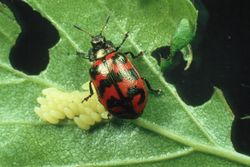 A female of Chrysomela lapponica (elytra red with three black stripes) sits on a birch leaf together with about 30 eggs it has deposited.