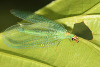 Chrysopa oculata BugGuide192297.jpg