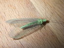 Chrysopidae 2007070903.jpg